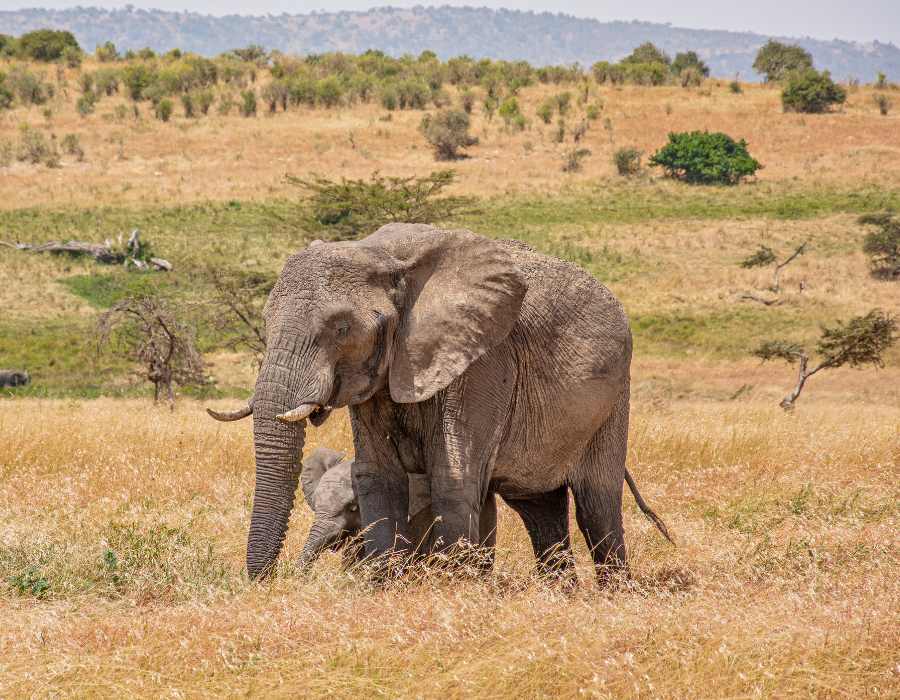 A Beginner’s Guide to the Big Five in Tanzania