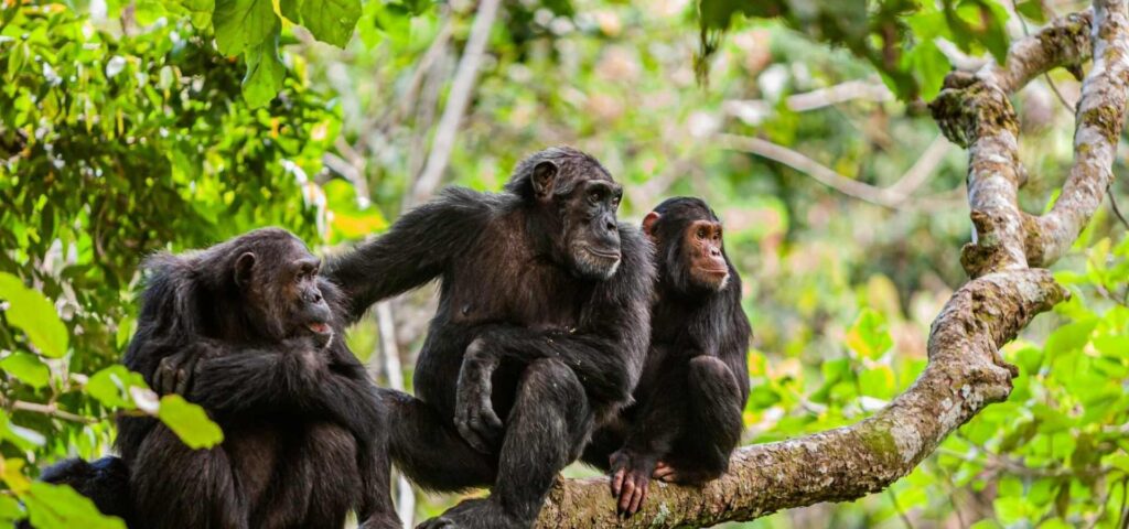 7 Days Mahale Mountains Chimpanzee Safari