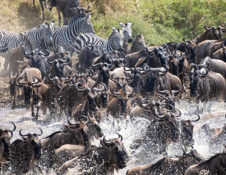 Great Migration Safaris