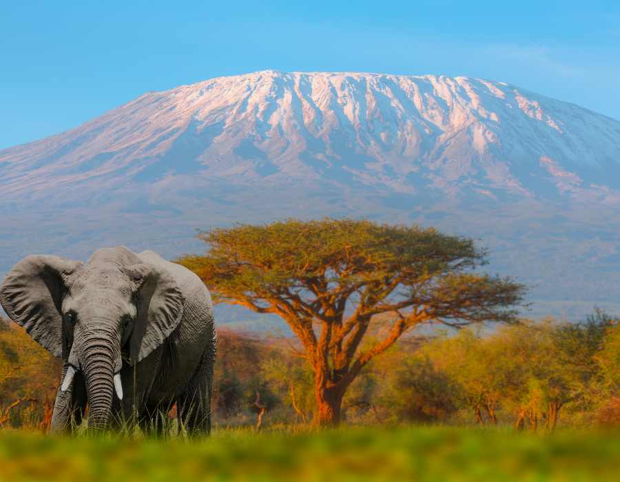 Kilimanjaro and Safari Adventures