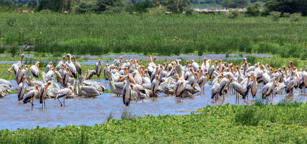 Porini Milele Lake Manyara national park