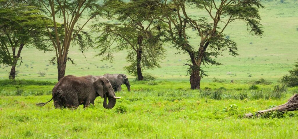 8 Days Tanzania Safari and Zanzibar Holiday