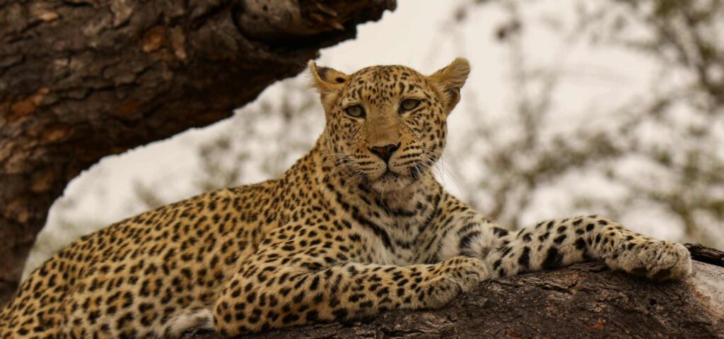 7 Days Tanzania Big Five Safari Adventure