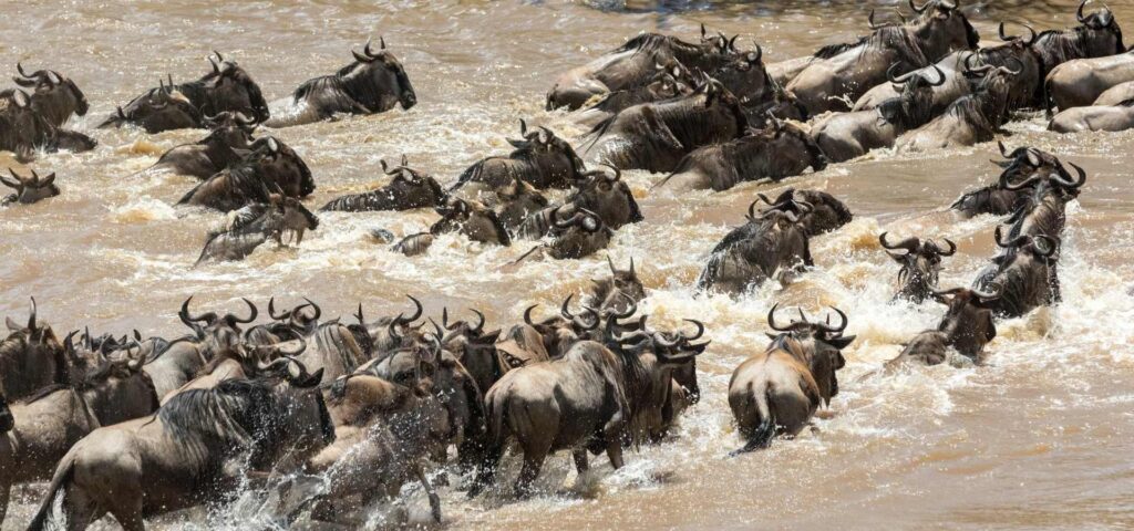 6 Days Serengeti Great Migration Safari