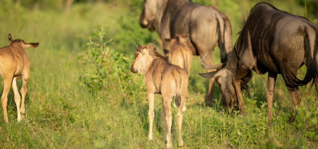 8 Days Serengeti Calving Season Safari