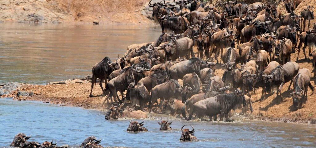 9 Days Serengeti River Crossing Migration Safari