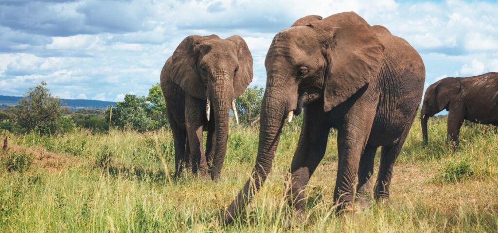Porini Milele Tarangire
