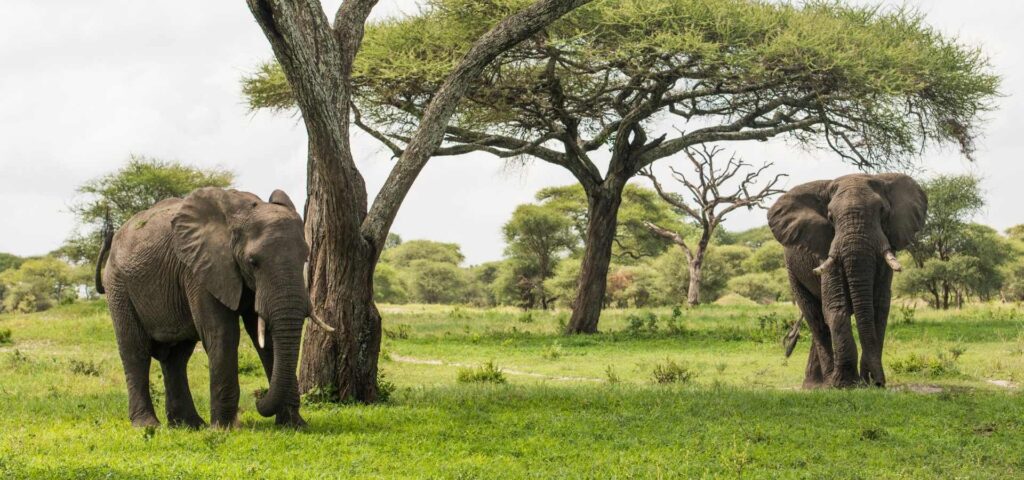 5 Days Tanzania Big Five Safari