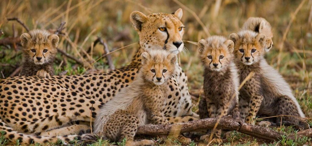 7 Days Tanzania Family Safari Adventure