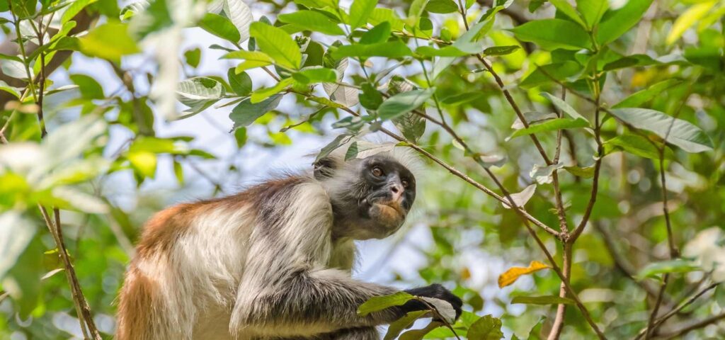 Jozani Forest and Zanzibar Village Tour