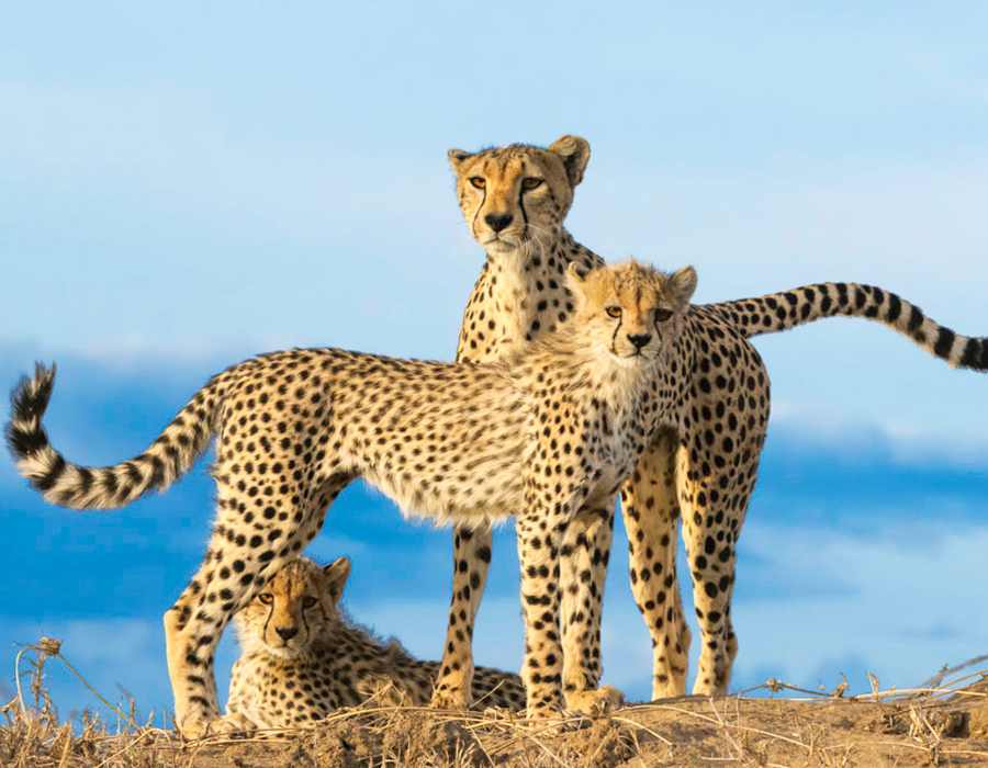 Classic Wildlife Safari