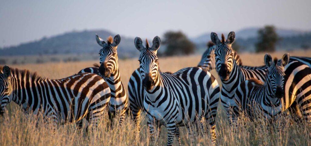 Porini Milele zebras in Serengeti national park